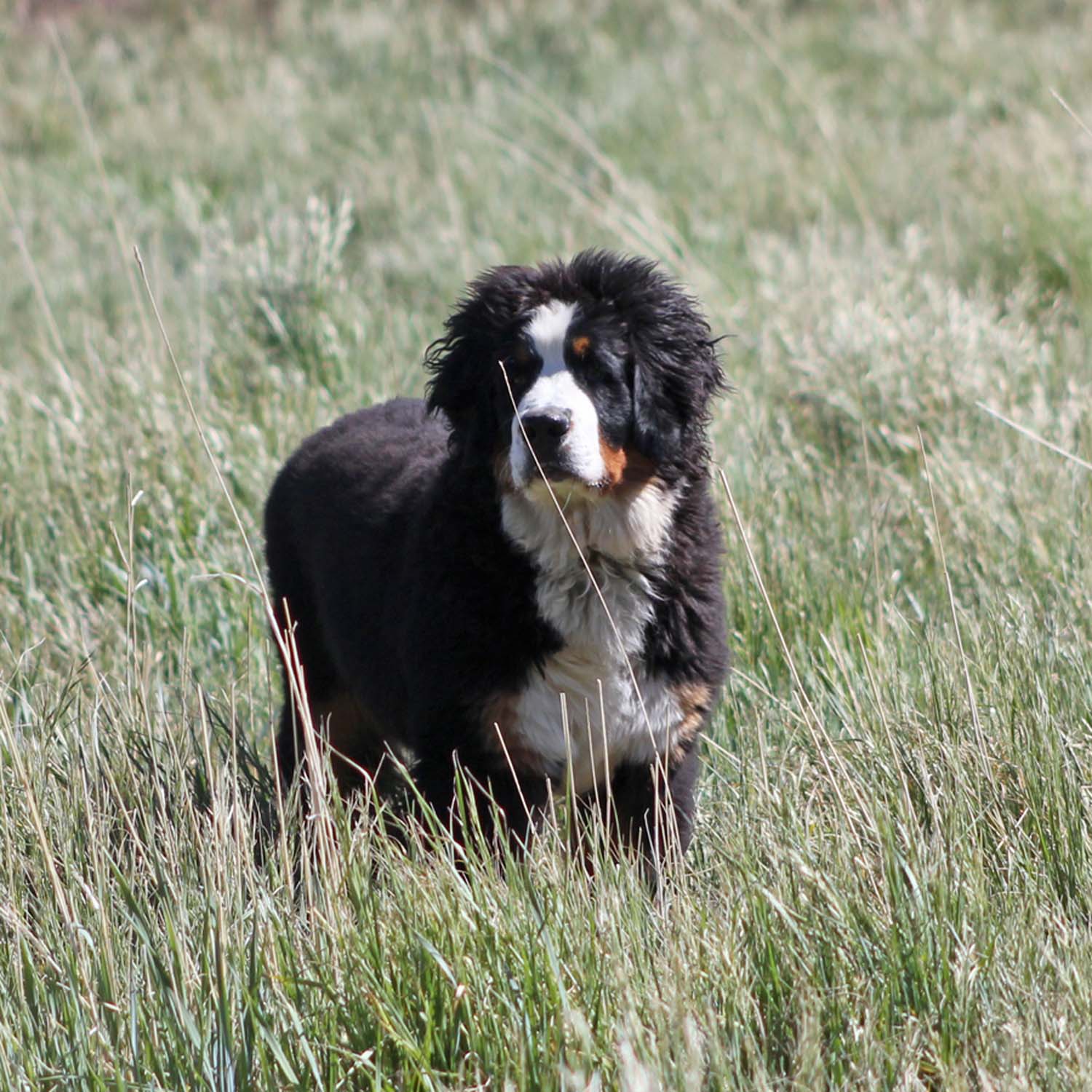 Powder Keg Farm Bernese Photos